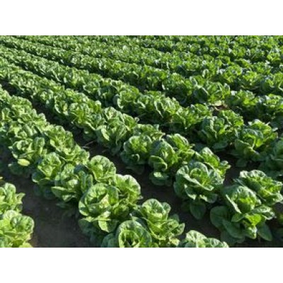 Σπόροι Μαρούλι Baltius RZ Knox 5000 σπόρων 