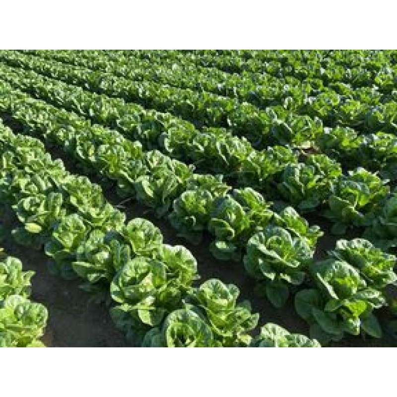 Σπόροι Μαρούλι Baltius RZ Knox 5000 σπόρων