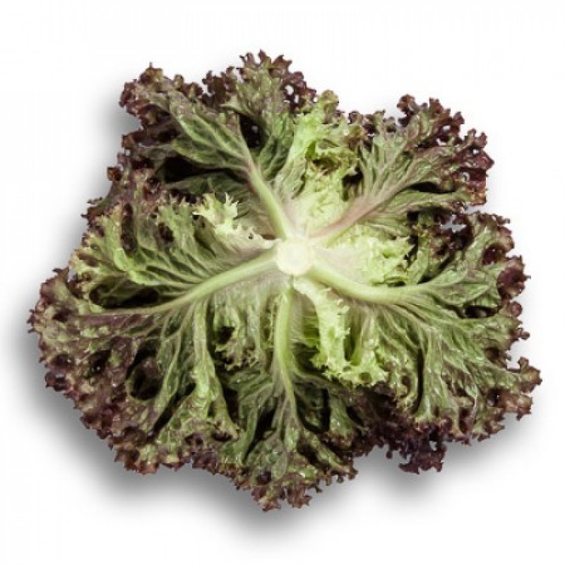 Σπόροι Μαρούλι CENCIBEL 5000 σπ.