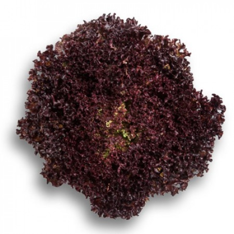 Σπόροι Μαρούλι CENCIBEL 5000 σπ.