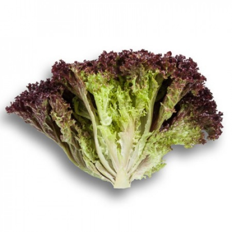 Σπόροι Μαρούλι CENCIBEL 5000 σπ.