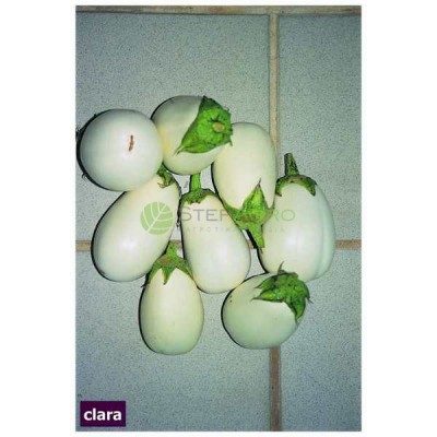 Σπόροι λευκής Μελιτζάνας  Clara 1000 σπόρων