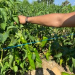 Σπόροι Πιπεριάς Κέρατο Gaitanes 1000 σπόρων