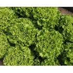 Σπόροι Μαρούλι SVLA 5166 BAYER SEMINIS 5000 σπόρων 