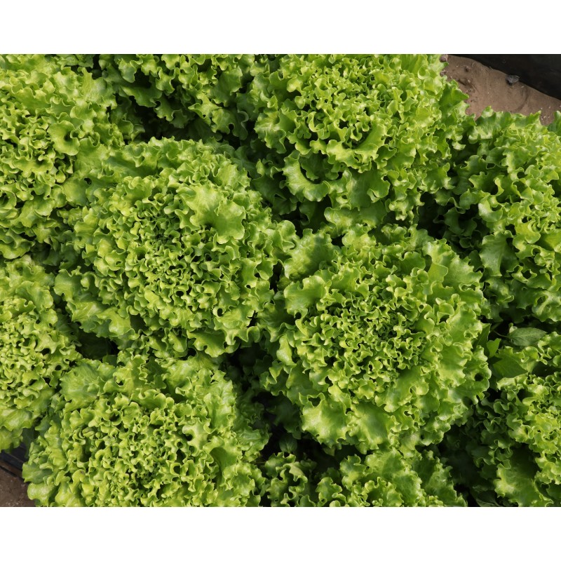 Σπόροι Μαρούλι SVLA 5166 BAYER SEMINIS 5000 σπόρων