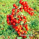 Σπόροι Τομάτας Cherry Strombolino F1 1000 σπόρων 