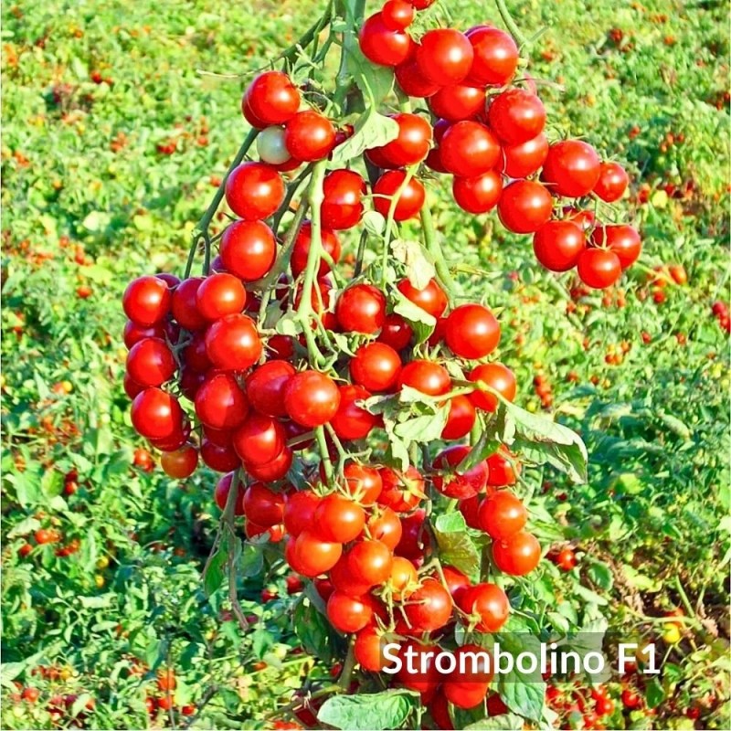Σπόροι Τομάτας Cherry Strombolino F1 1000 σπόρων