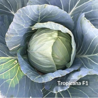 Σπόροι Λάχανο Tropicana 2500 σπόρων 