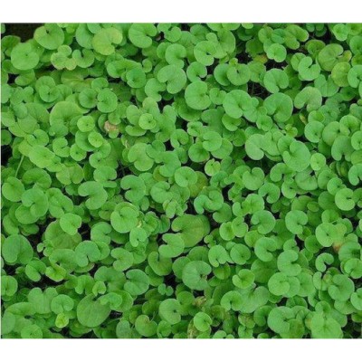 Σπόροι Γκαζόν Dichondra 