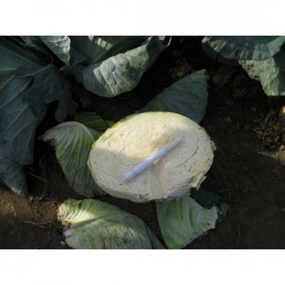 Σπόροι Λάχανο Menzania F1 2500 σπόρων