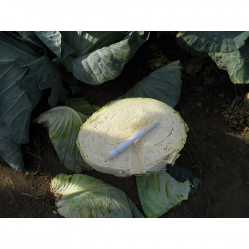 Σπόροι Λάχανο Menzania F1 2500 σπόρων