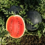 Σπόροι Καρπούζι Calimero F1 50 σπόρων 