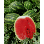 Σπόροι Καρπούζι Crimara F1 50 σπόρων 