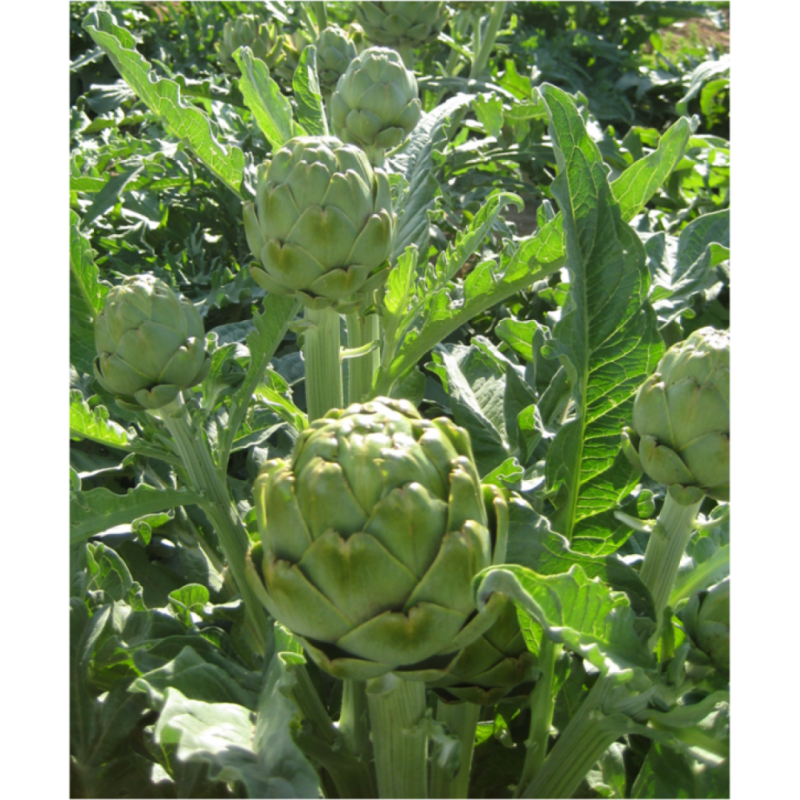 Σπόροι Αγκινάρας Imperial Star F1 100 σπόρων