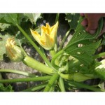 Σπόροι Rika F1 100 σπόρων