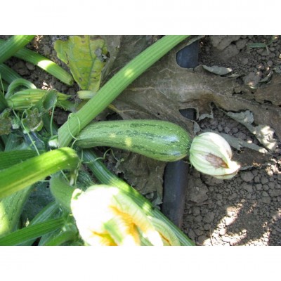 Σπόροι Sonora F1 100 σπόρων 