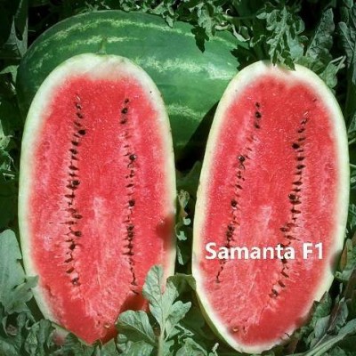 Σπόροι Καρπούζι Samanta f1