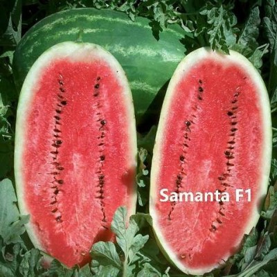 Σπόροι Καρπούζι Samanta F1 1000 σπόρων 
