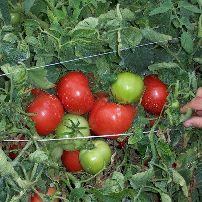 Σπόροι Τομάτας Clodin 1000 σπόρων 